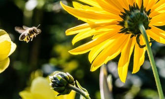 L'Importanza del Miele nella Dieta Quotidiana: Benefici e Utilizzi