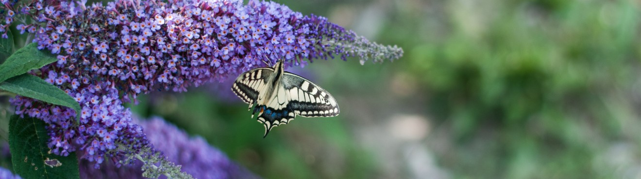 Esplorando la Biodiversità nelle Aree Rurali