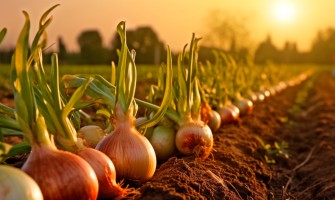 Dalla Fattoria alla Tavola: Il Percorso dei Prodotti Genuini su Agricook