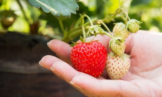 Vendita diretta produttori - ecco come acquistare al meglio | AgriCook