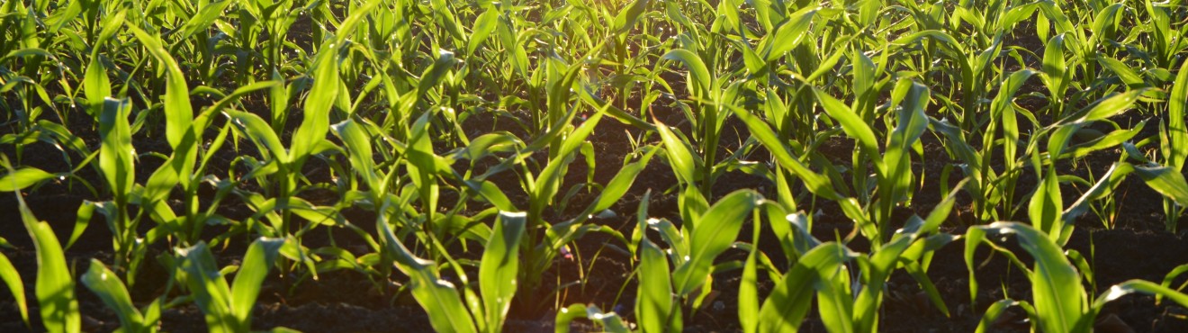 Dal Campo alla Tavola: La Storia di un Piccolo Produttore che ha Conquistato Cuori e Palati