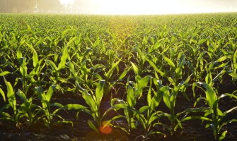 Dal Campo alla Tavola: La Storia di un Piccolo Produttore che ha Conquistato Cuori e Palati