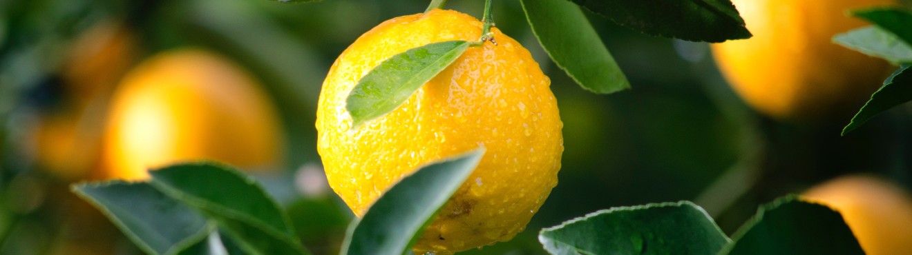 Scopri i segreti dei limoni di Sicilia più succosi e aromatici: ti sorprenderanno! | Agricook