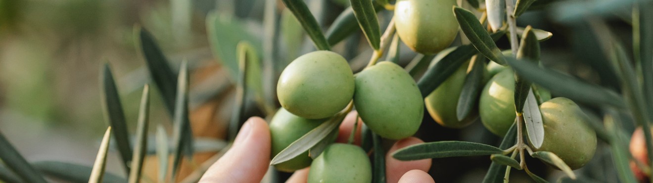 L olivicoltura sostenibile e la produzione di olio extravergine di oliva | AgriCook