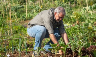 Coltivare un orto biologico in casa: la guida definitiva per i principianti | Agricook