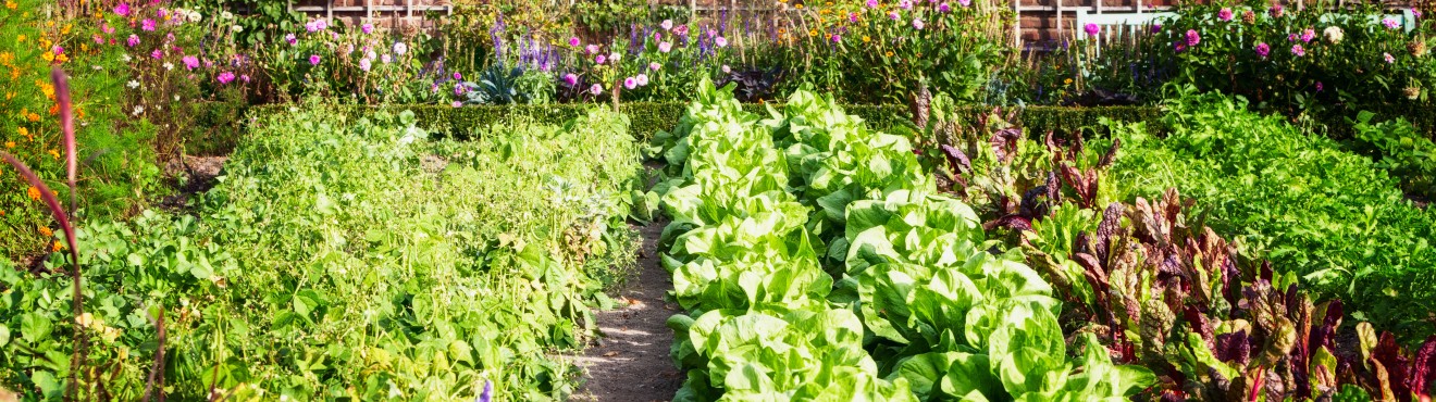 La Rinascita del Giardino Urbano: Coltivare la Sostenibilità in Città