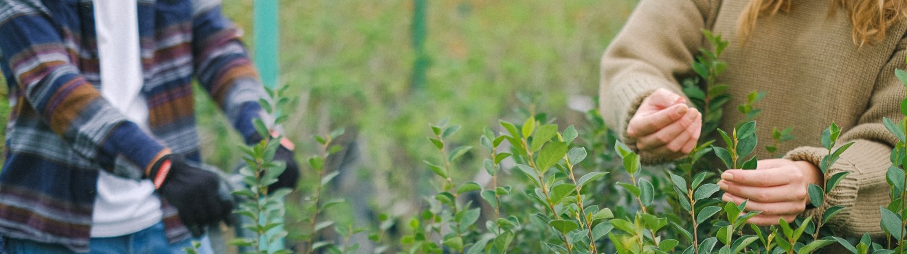 Scopri i Benefici dei Prodotti a Km0: Sostenibilità e Freschezza Direttamente a casa tua | AgriCook