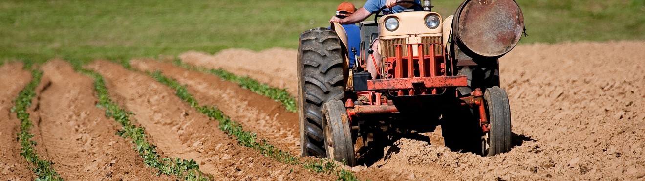 La tutela delle produzioni artigianali nel settore agroalimentare | AgriCook