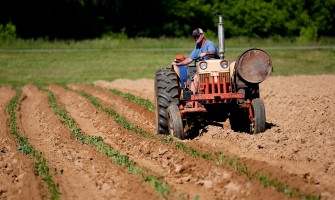 La tutela delle produzioni artigianali nel settore agroalimentare | AgriCook