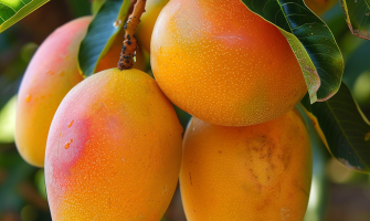 Mango Siciliano: Il Tesoro Esotico della Sicilia