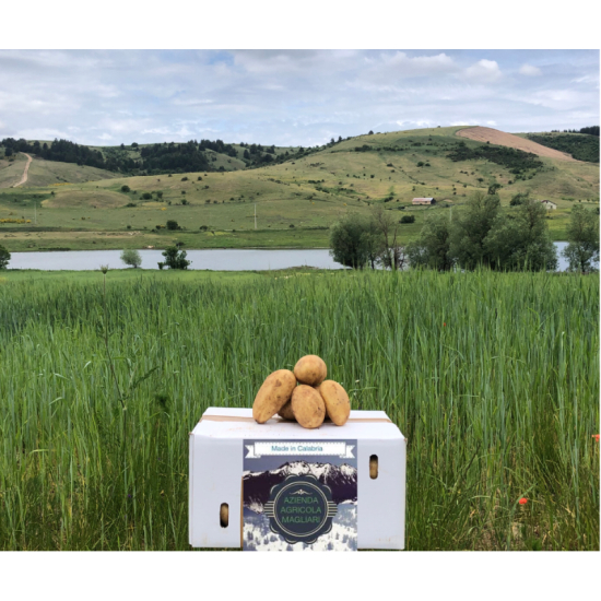 Patate di montagna varietà agria  20 kg consegna inclusa - anche da semina