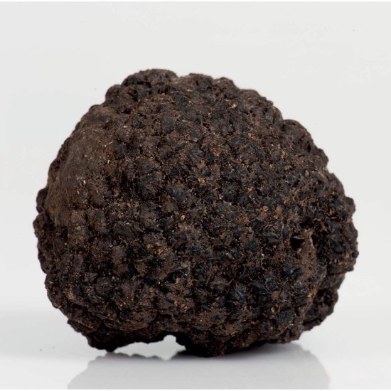 Tartufo nero estivo fresco  50g