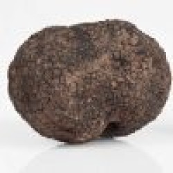 Tartufo nero uncinato fresco 50g