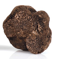 Tartufo nero pregiato fresco 50 g (prima scelta 15-100g)