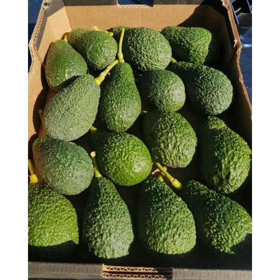 Avocado siciliano (1kg)