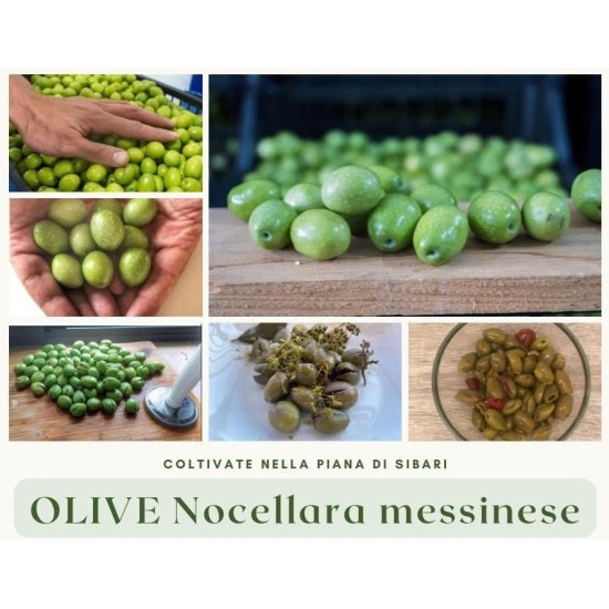 Olive verdi nocellara messinese