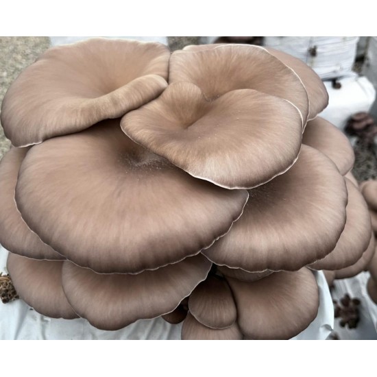 Funghi pleurotus detto 