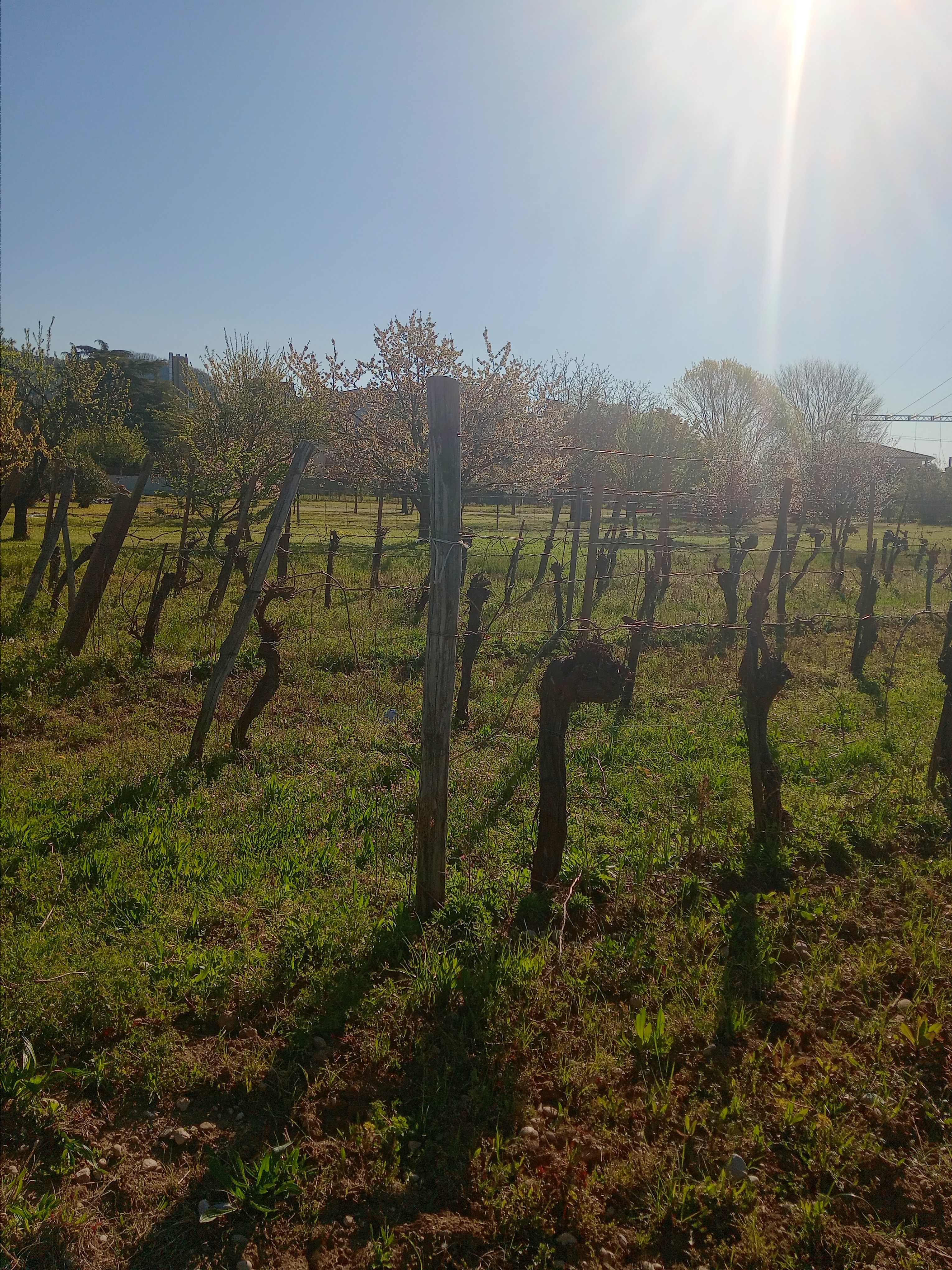 AZIENDA AGRICOLA GOBET